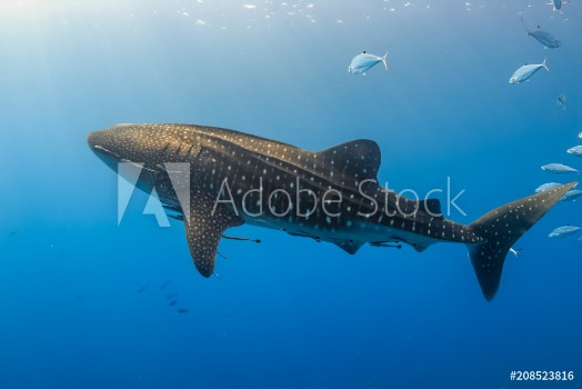 Picture of Large Whale Shark swimming in shallow water over a tropical coral reef